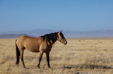 Obraz premium Wild Horse in Autumn in the Utah Desert