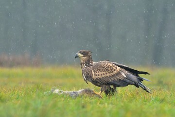 White -tailed eagle Haliaeetus albicilla wildlife prey nature predator beautiful animal beautiful sighting ornithology Europe