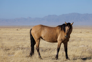 Obraz premium Wild Horse in Autumn in the Utah Desert
