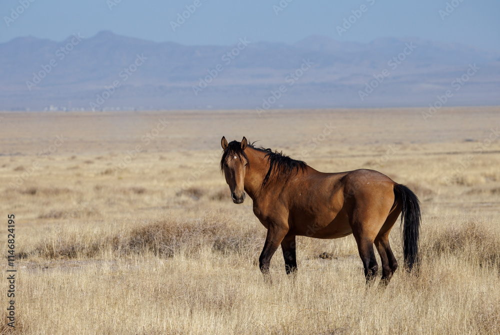 Wall mural Wild Horse in Autumn in the Utah Desert