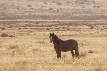 Wild Horse in Autumn in the Utah Desert