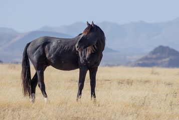 Wild Horse in Autumn in the Utah Desert