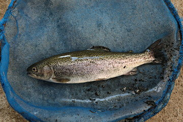 Trout in a fishing net. Waiting for quality inspection at Doi Inthanon Highland Fisheries Research Unit Chiang Mai Province, Thailand 