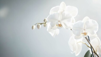Elegant white orchids against a modern silver backdrop, close-up shot, Minimalist style