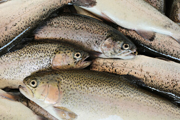 Trout has passed quality inspection Prepare for further distribution to royal agricultural station inthanon Chiang Mai, Thailand 