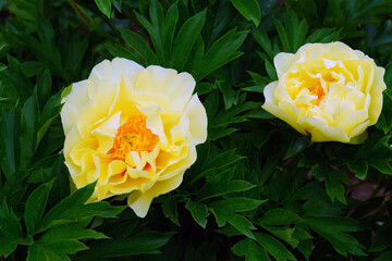 Large yellow peony in bloom in China