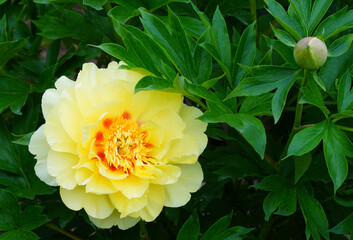 Large yellow peony in bloom in China