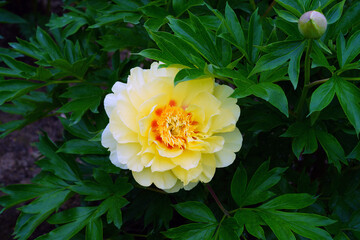 Large yellow peony in bloom in China