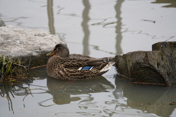 Eine Ente im Wasser