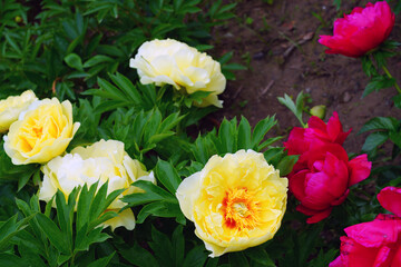 Large yellow peony in bloom in China
