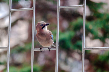 A jay is perched on a metal railing