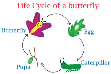 Life cycle of butterfly (Lepidoptera)