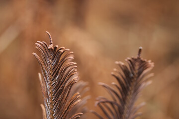 dried fern, wilted Onoclea struthiopteris, brown leaves of ostrich fern, brown leaf of Onoclea struthiopteris, close-up fern