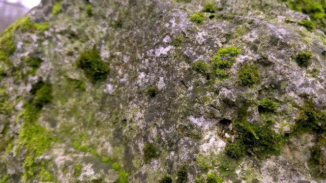 Granite stones covered with green moss. green moss grown on stone. High quality 4k footage 