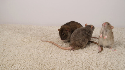 Brown and gray rats on a white carpet.