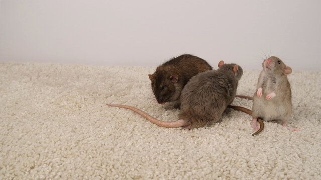 Brown and gray rats on a white carpet.