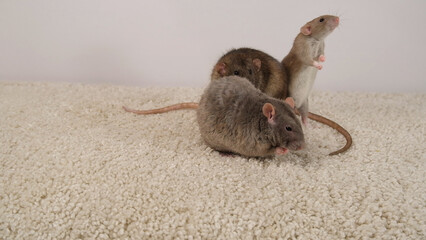 Brown and gray rats on a white carpet.