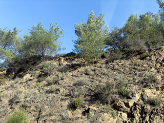 Rocky hillside covered with scattered shrubs and trees under a clear blue sky, showcasing a dry, rugged natural landscape