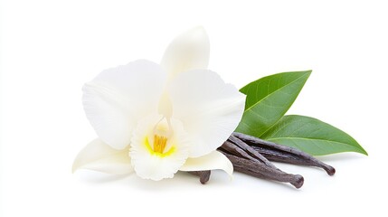 White vanilla orchid flower with beans and leaves.