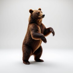 Fototapeta premium Brown Bear Stands Upright Against a White Background Showing Its Powerful Form