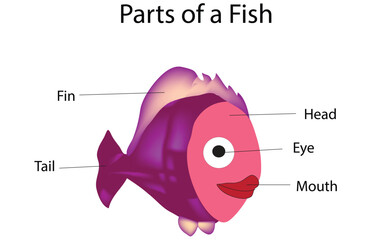 Parts of a fish in vector Art