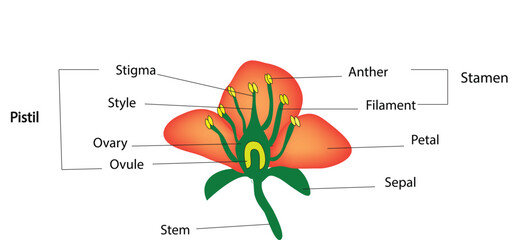 Parts of a flower