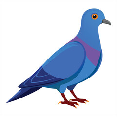 illustration of a pigeon