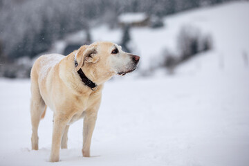Cute dog in snowy nature. Yellow labrador retriever in deep snow on winter day..