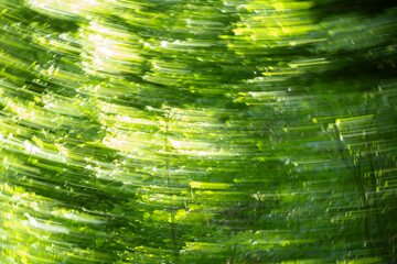 Abstract strom in the forest