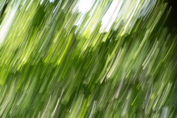 Fantasy in green abstract
