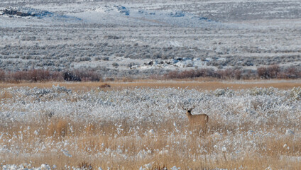 Whitetail Deer Buck in Idaho in Winter