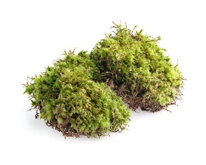 Realistic moss on white background, isolated, studio shot, high detail, sharp focus, professional color grading, soft shadows.