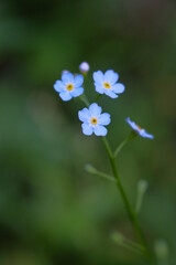Pale blue flowers on a blurred background.