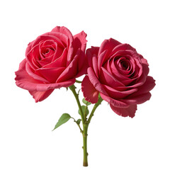 Fototapeta premium Radiant Elegance of a Blooming Mister Lincoln Rose