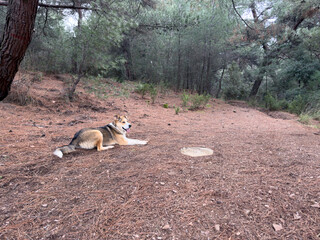 A stray dog with yellow, brown, and white fur lies peacefully on fallen pine needles in a serene forest. This friendly and protective canine exudes calmness and a sense of safety in nature.