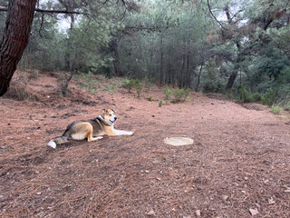 A stray dog with yellow, brown, and white fur lies peacefully on fallen pine needles in a serene forest. This friendly and protective canine exudes calmness and a sense of safety in nature.