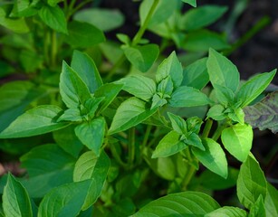 Green basil in the garden. Close-up