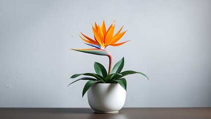 Bird of Paradise in White Ceramic Pot | Vibrant Orange & Purple Blooms Against Textured Grey Backdrop