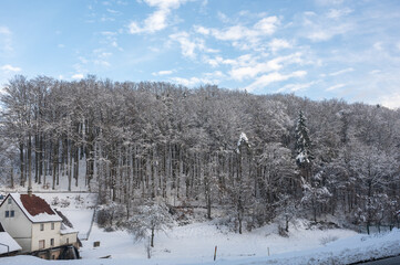 Trees in the forest with snow and house
