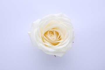 Beautiful rose on white background, top view