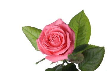 Blooming pink rose isolated on white. Beautiful flower