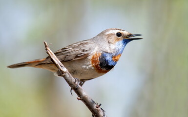 robin on a branch