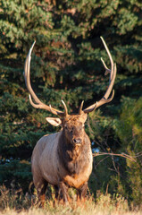 Bull Elk During the Rut in Colorado in Autumn