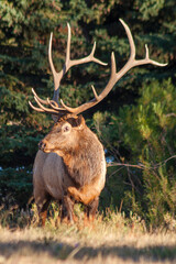 Bull Elk During the Rut in Colorado in Autumn