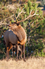Bull Elk During the Rut in Colorado in Autumn