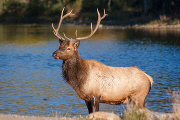 Bull Elk During the Rut in Colorado in Autumn