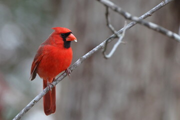 Male cardinal red bird perched against grey wintery blurry background. 