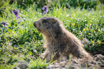 European marmot in the grass