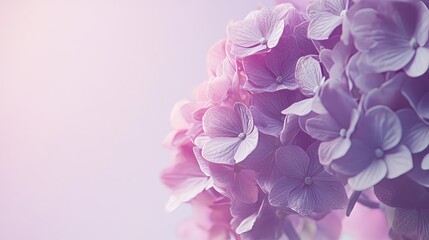 Pastel-hued hydrangeas on a soft lilac background, close-up shot, Minimalist style