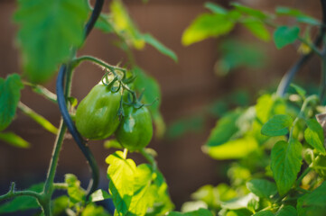 Green Tomatoes on the Vine